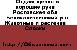 Отдам щенка в хорошие руки - Ростовская обл., Белокалитвинский р-н Животные и растения » Собаки   